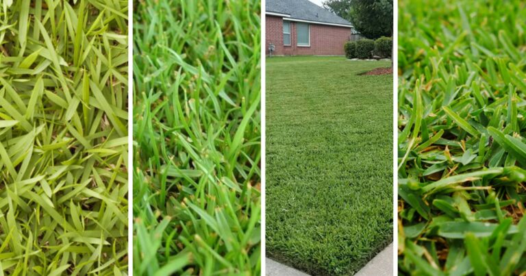 Four different types of grass in a north texas yard.