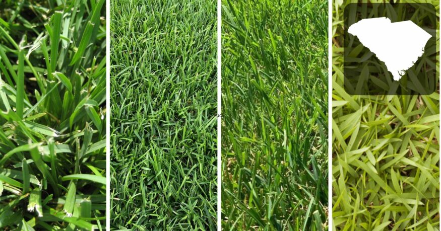 A collage of different types of grass.