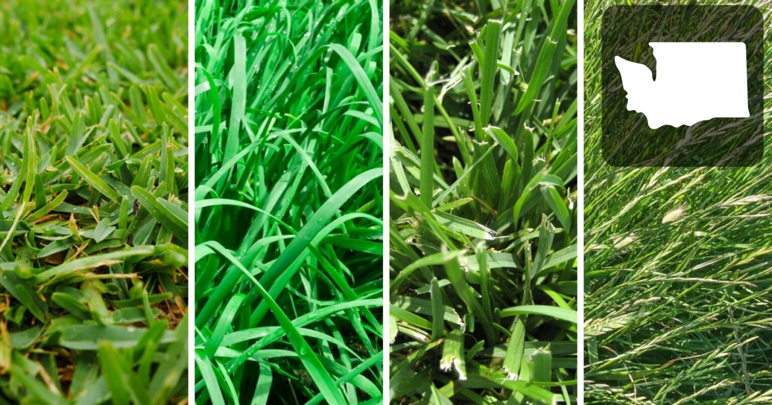 Best Grass Seed For Ohio The Complete Guide To A Great Ohio Lawn Essential Home And Garden