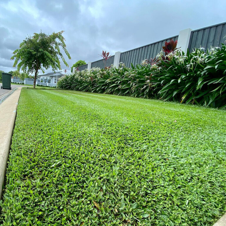 The Best Grass For North Texas 4 Types For A Lush Lawn