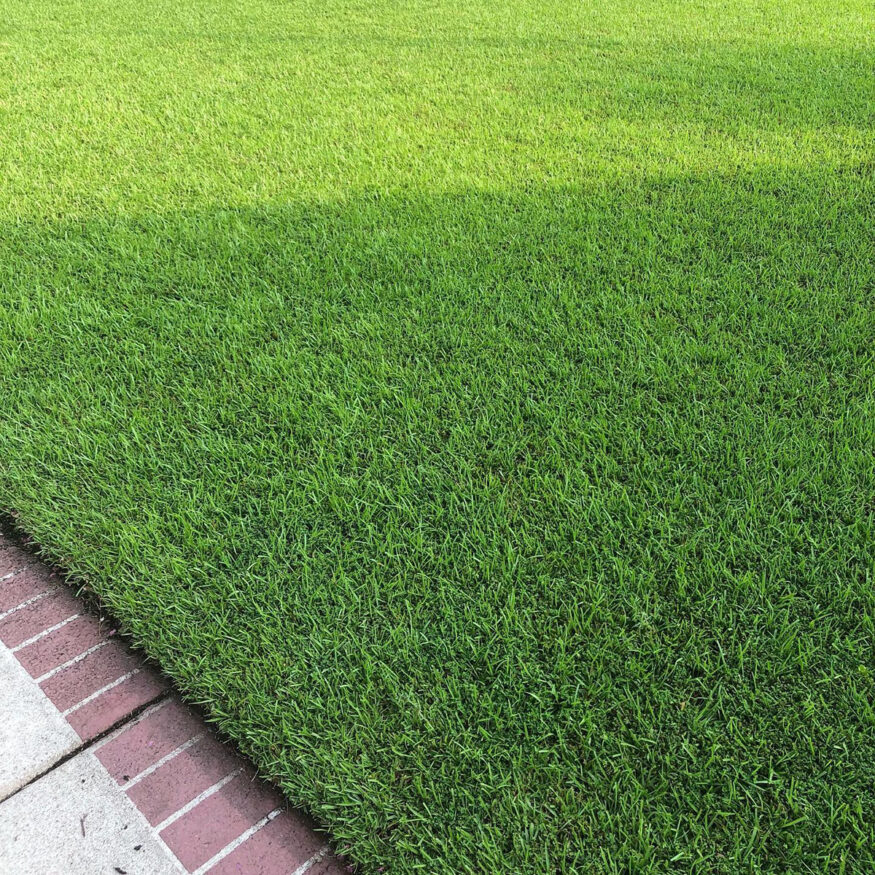 An image of a centipede grass lawn with a brick walkway.
