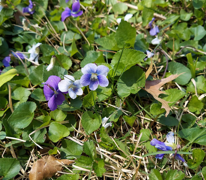 wild violet closeup