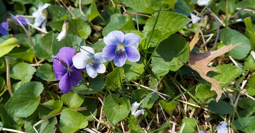 wild violet in lawn