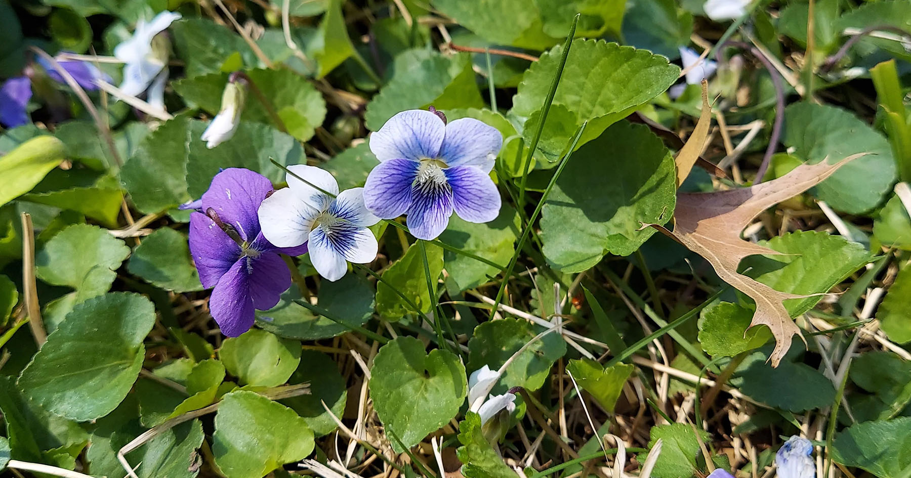 How To Control Wild Violet Weed In Your Lawn - Essential Home And Garden
