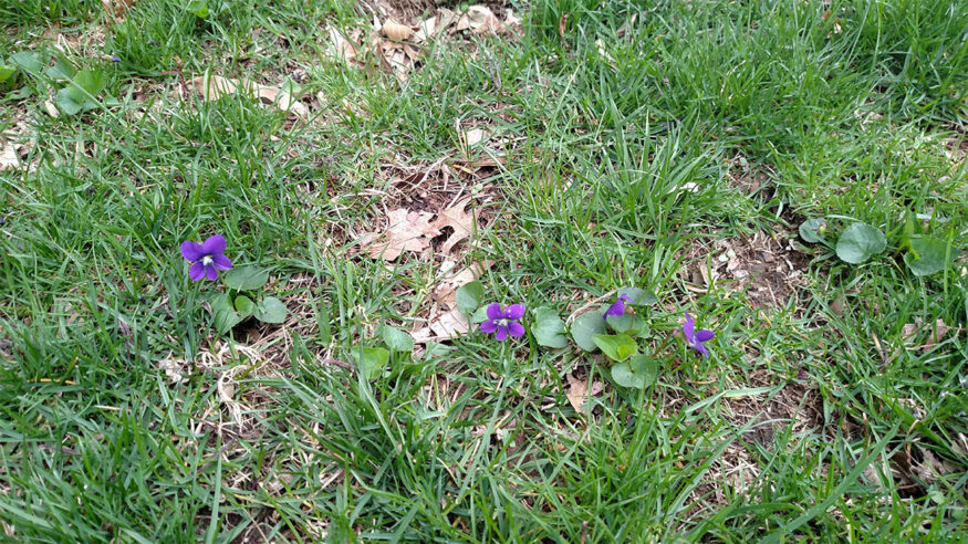 wild violet weeds in lawn