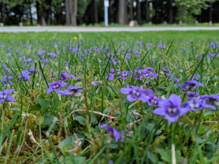 How To Control Wild Violet Weed In Your Lawn
