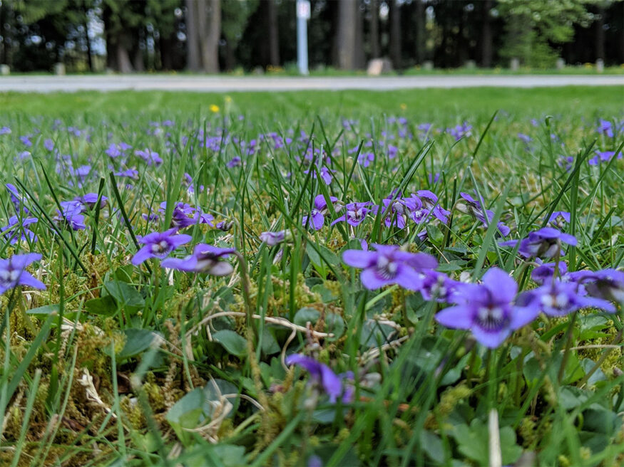 wild violets in lawn