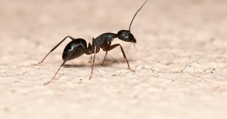 ant on carpet