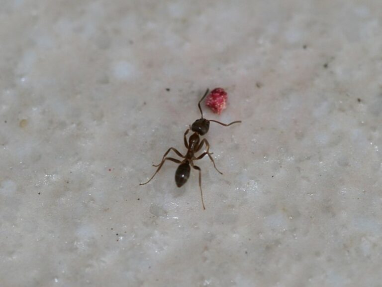 How To Get Rid Of Ants In Carpet Easy DIY Guide