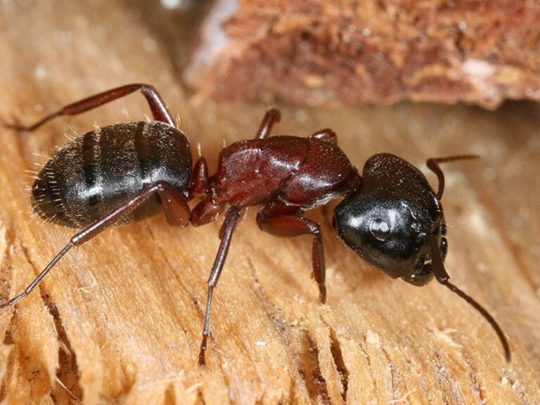 How To Get Rid Of Ants In Carpet Easy DIY Guide