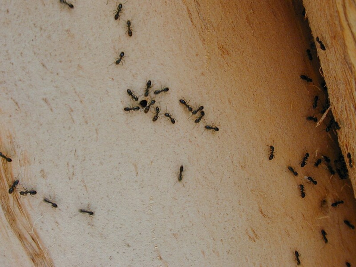 Crazy ants