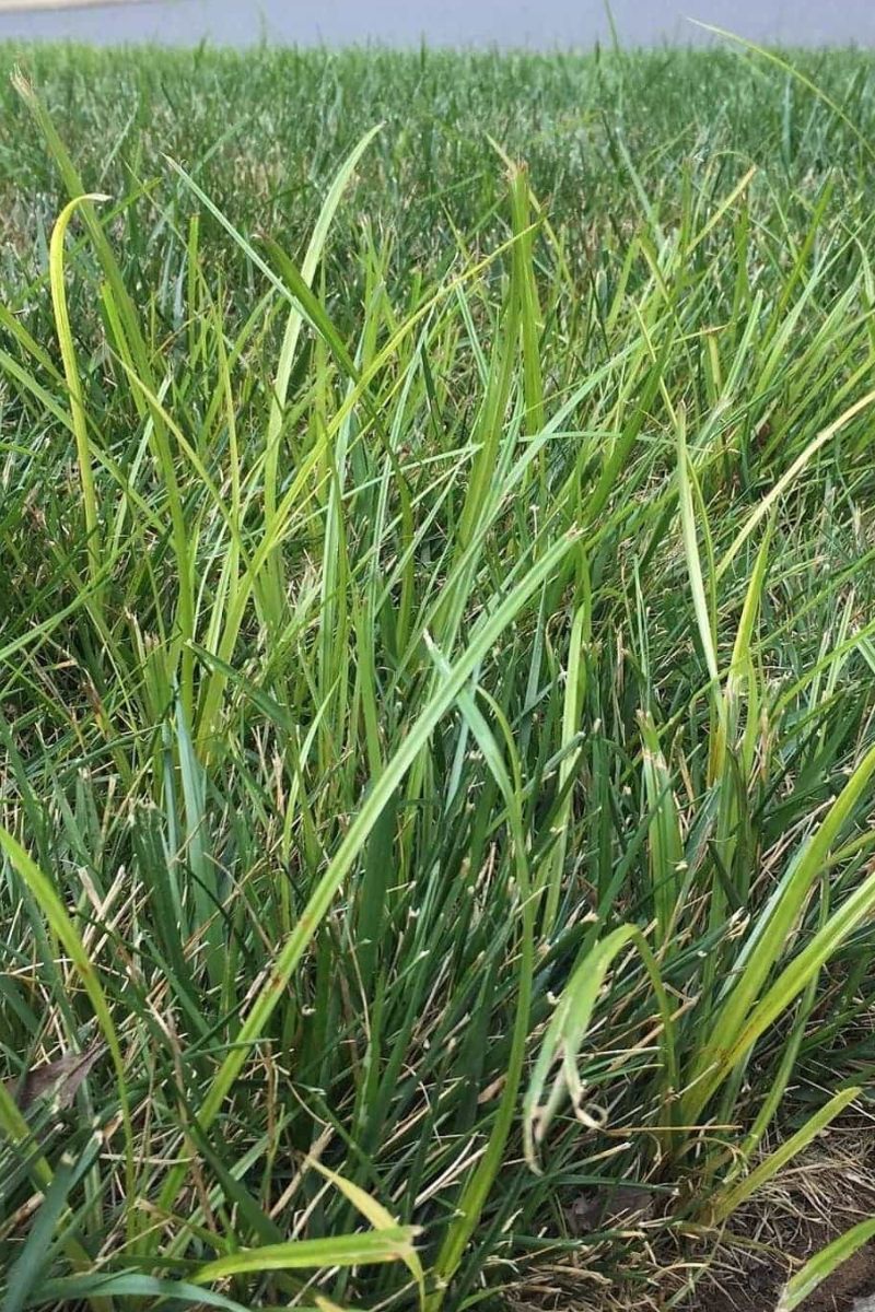 Nutsedge in lawn