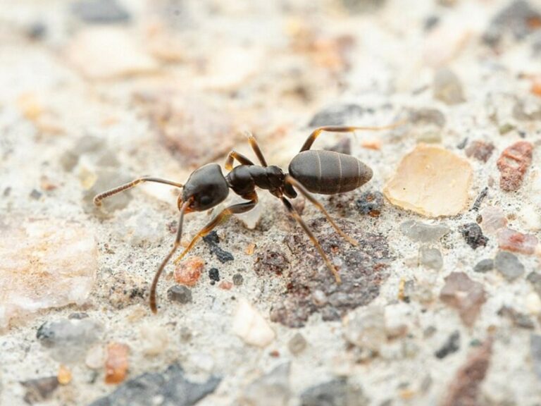 How To Get Rid Of Ants In Carpet Easy DIY Guide