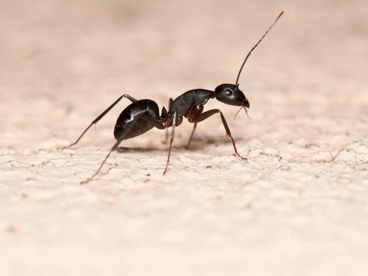 ant on carpet