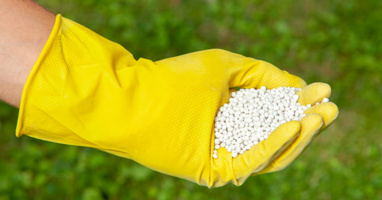 A person in a yellow glove holding a bag of white fertilizer granules.