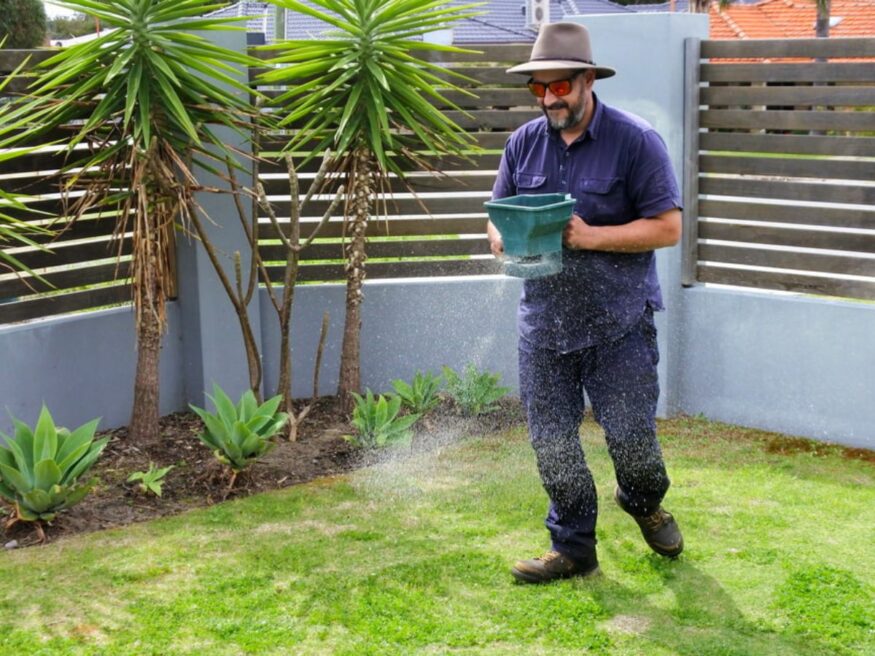 man spreading fertilizer on bermuda grass
