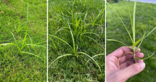 How To Get Rid Of Nutsedge: Simple And Effective Solutions