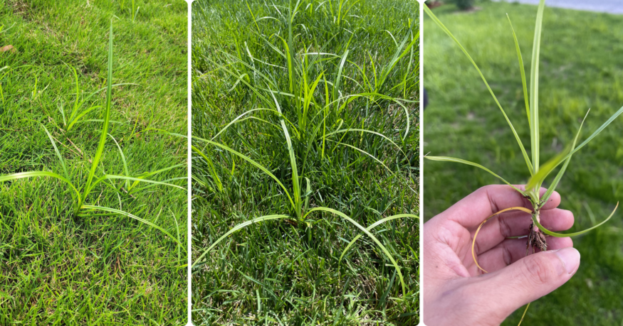 3 examples of nutsedge weed