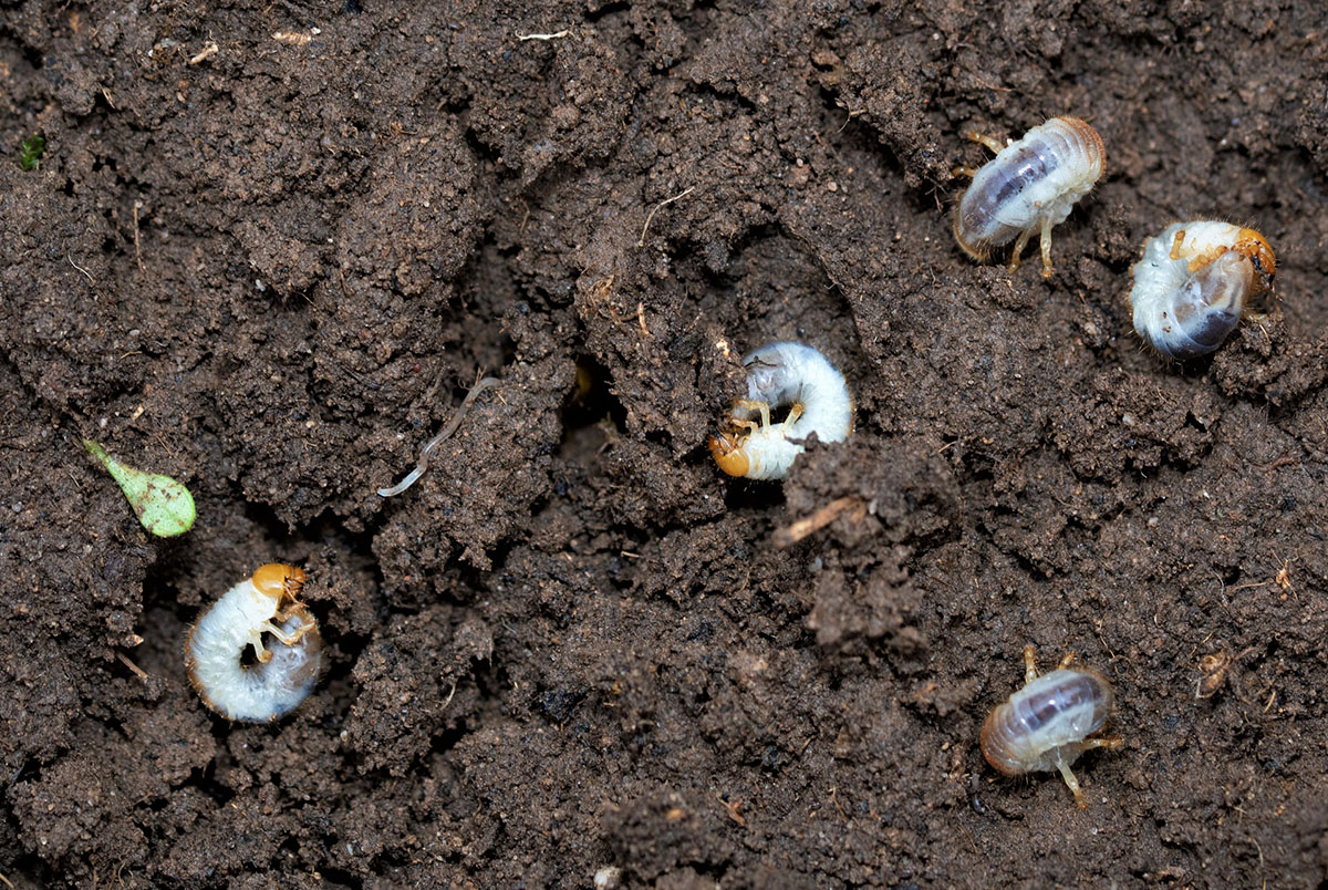 Pests in lawn soil chafer grubs