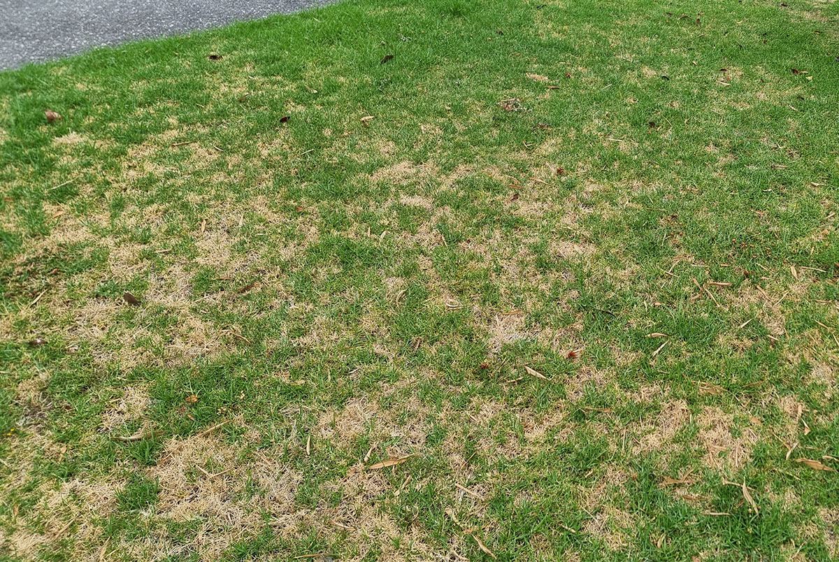 A lawn in need of care covered with brown grass and weeds.