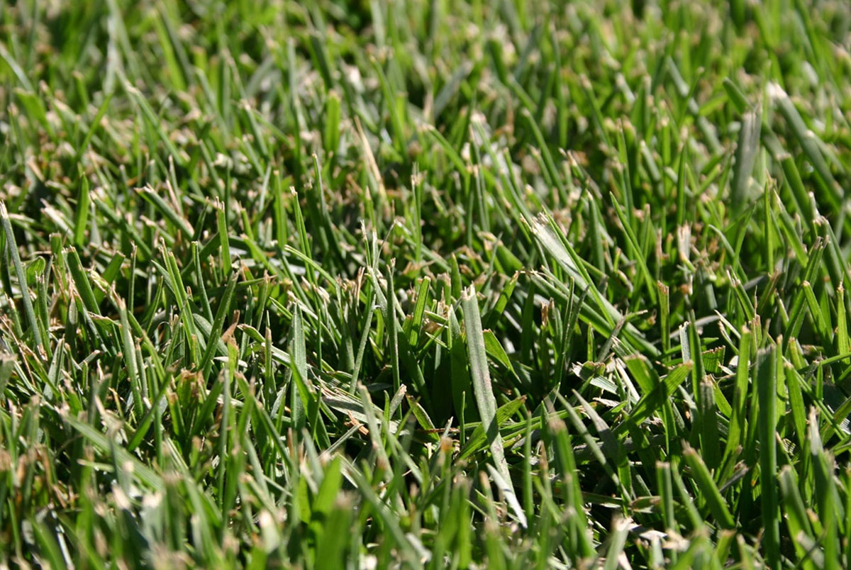 cool season grass - tall fescue