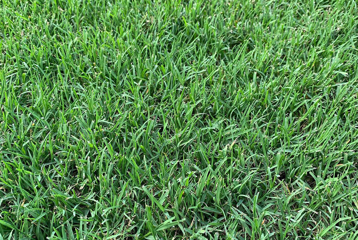 warm season grass - bermuda grass