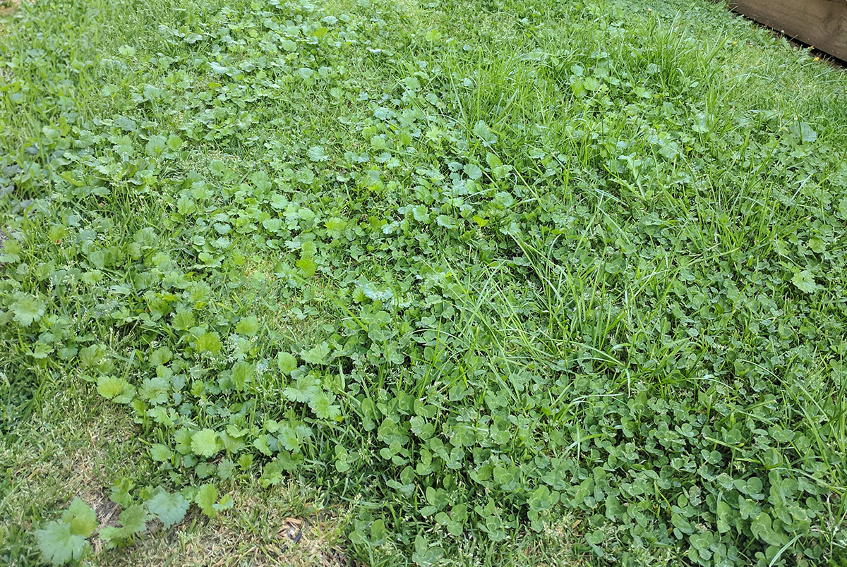 Weeds in a green lawn