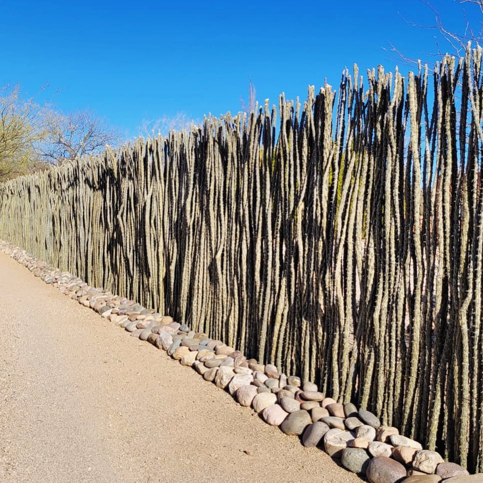 Tall cactus fence lined with stones on a sunny day, bordering a dirt pathway under a clear blue sky.