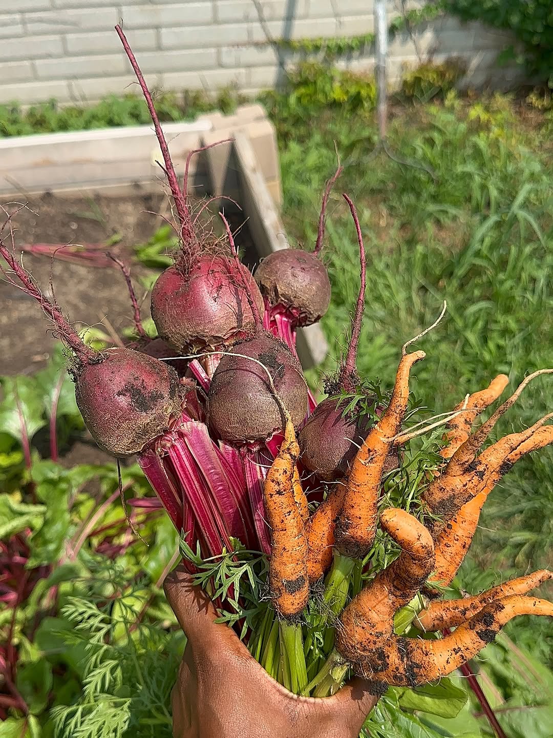 A hand holding freshly harvested beets and carrots with soil still on them, in a garden setting with raised beds and green plants in the background.