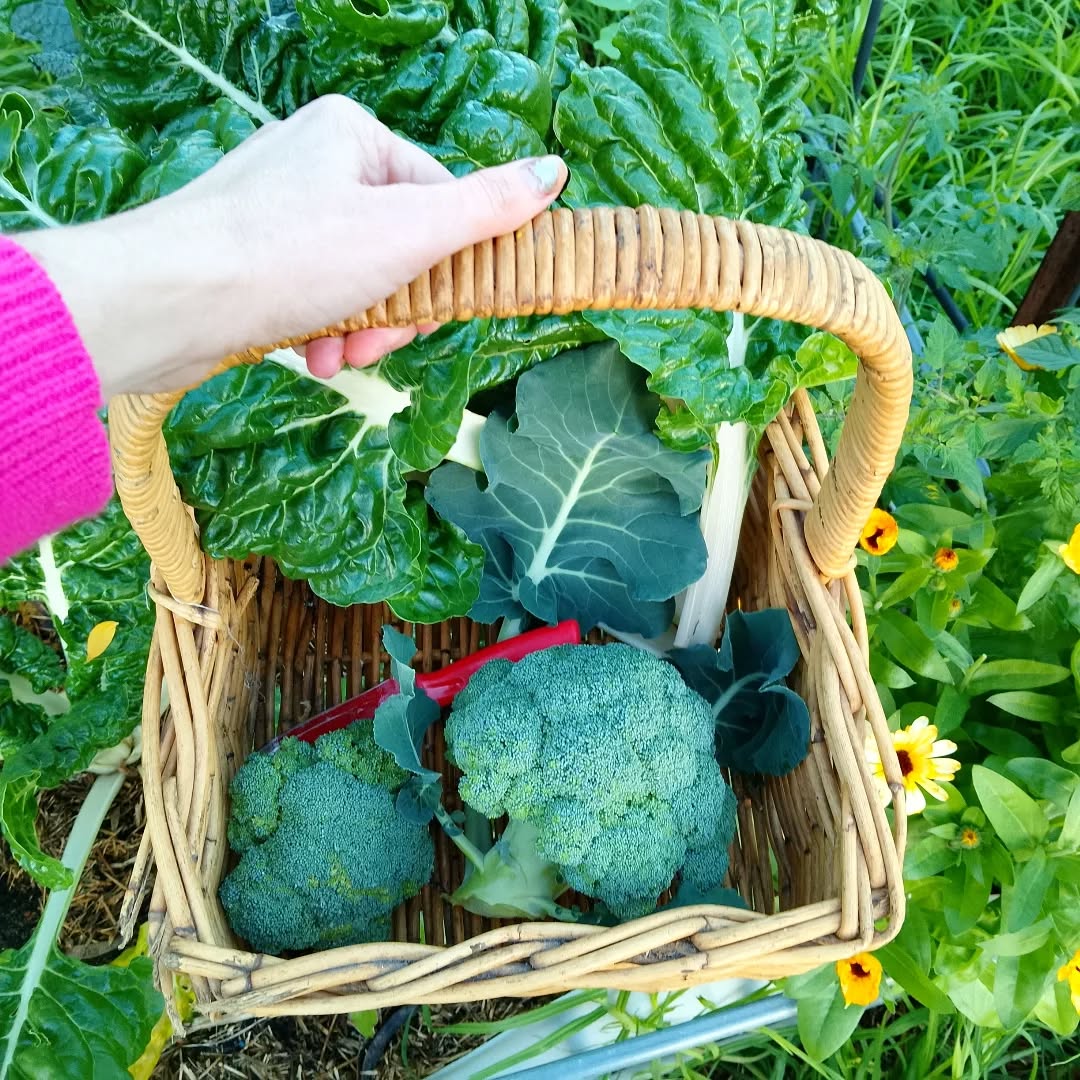 A hand holds a wicker basket containing freshly harvested broccoli and leafy greens, surrounded by garden plants and flowers.