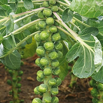 A Brussels sprout plant with multiple small green sprouts growing along a tall central stem, surrounded by large green leaves.