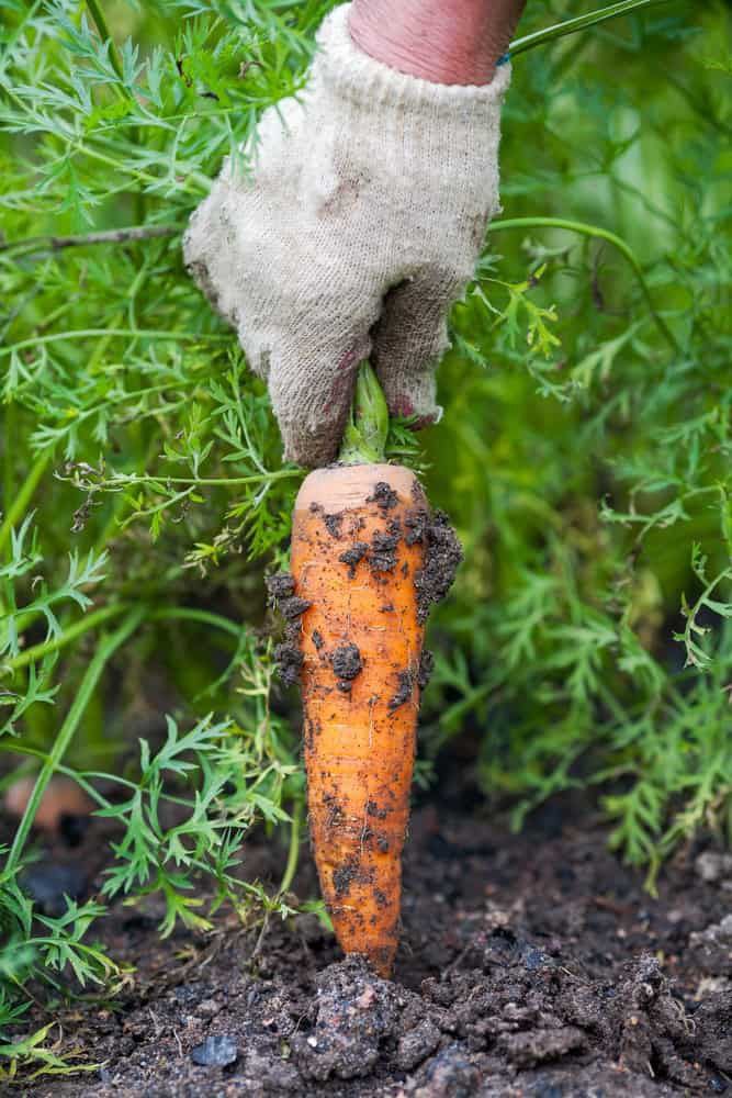 A gloved hand pulls a freshly harvested carrot from the soil, with green leaves and dirt visible.