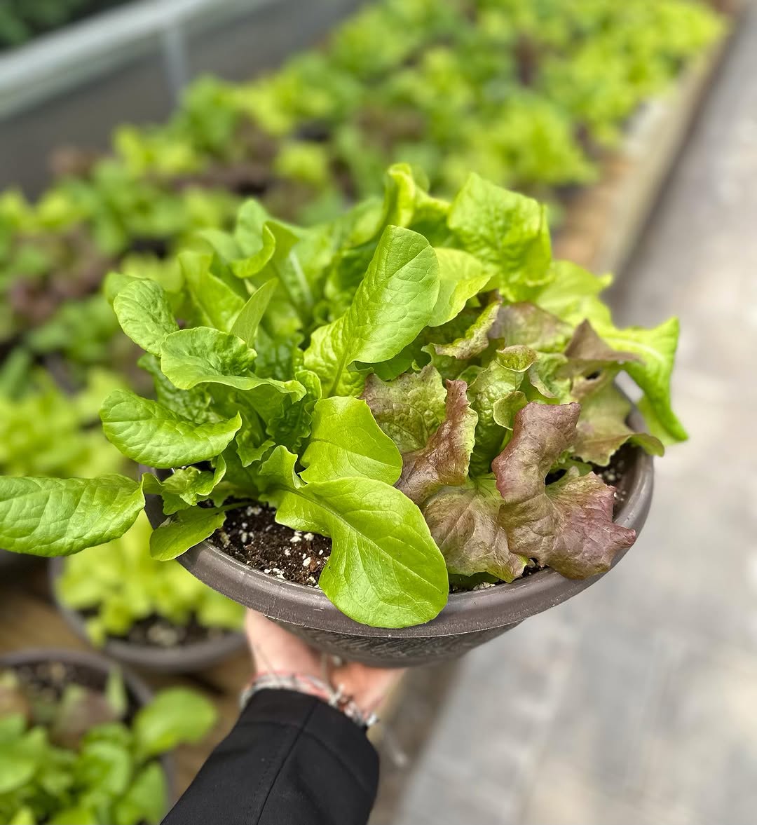 A hand holds a shallow bowl containing mixed green and red lettuce plants, with more potted lettuce visible in the background.