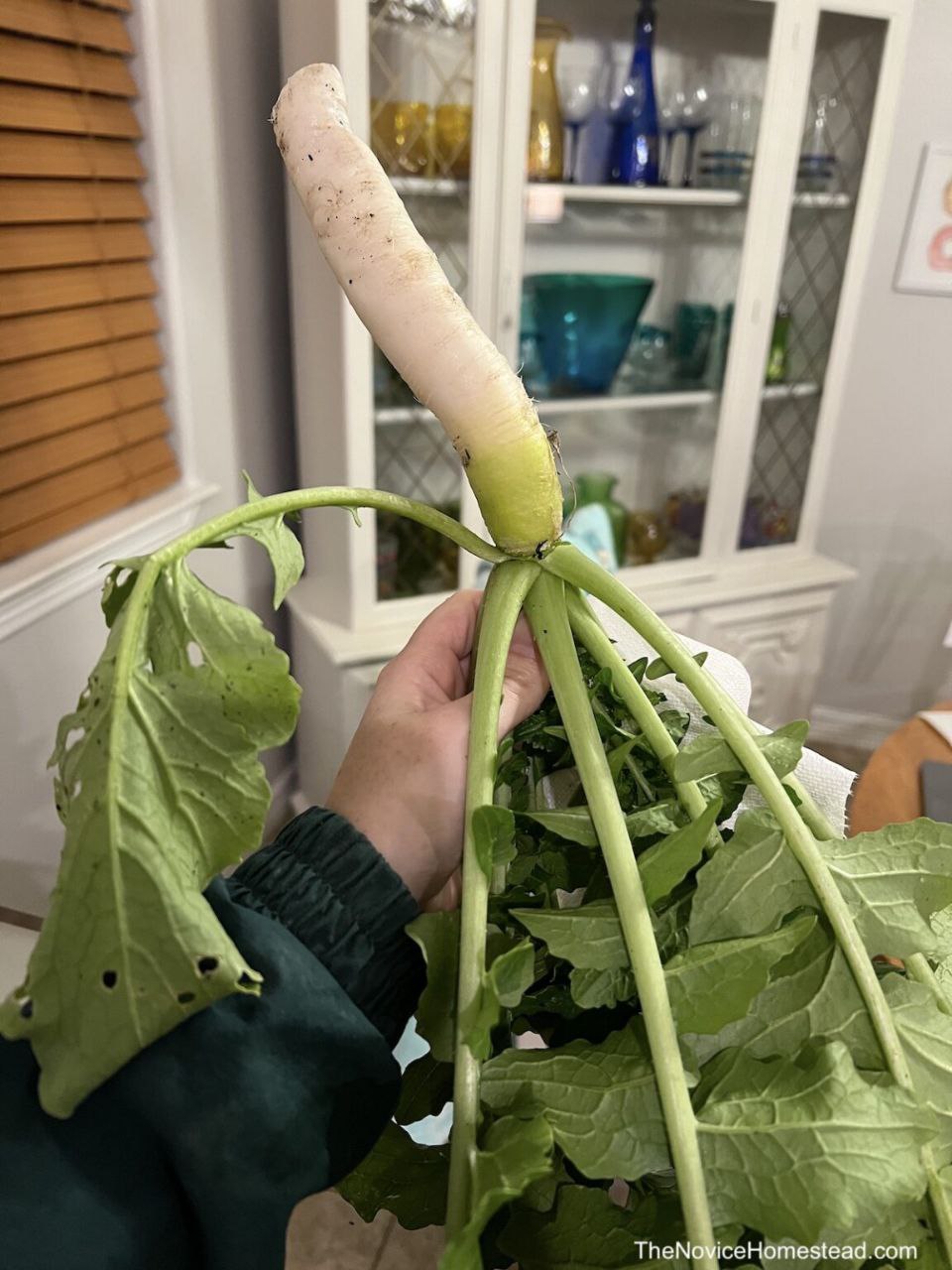 A hand is holding a freshly harvested white daikon radish with green leaves indoors, in front of a kitchen cabinet with glass doors.