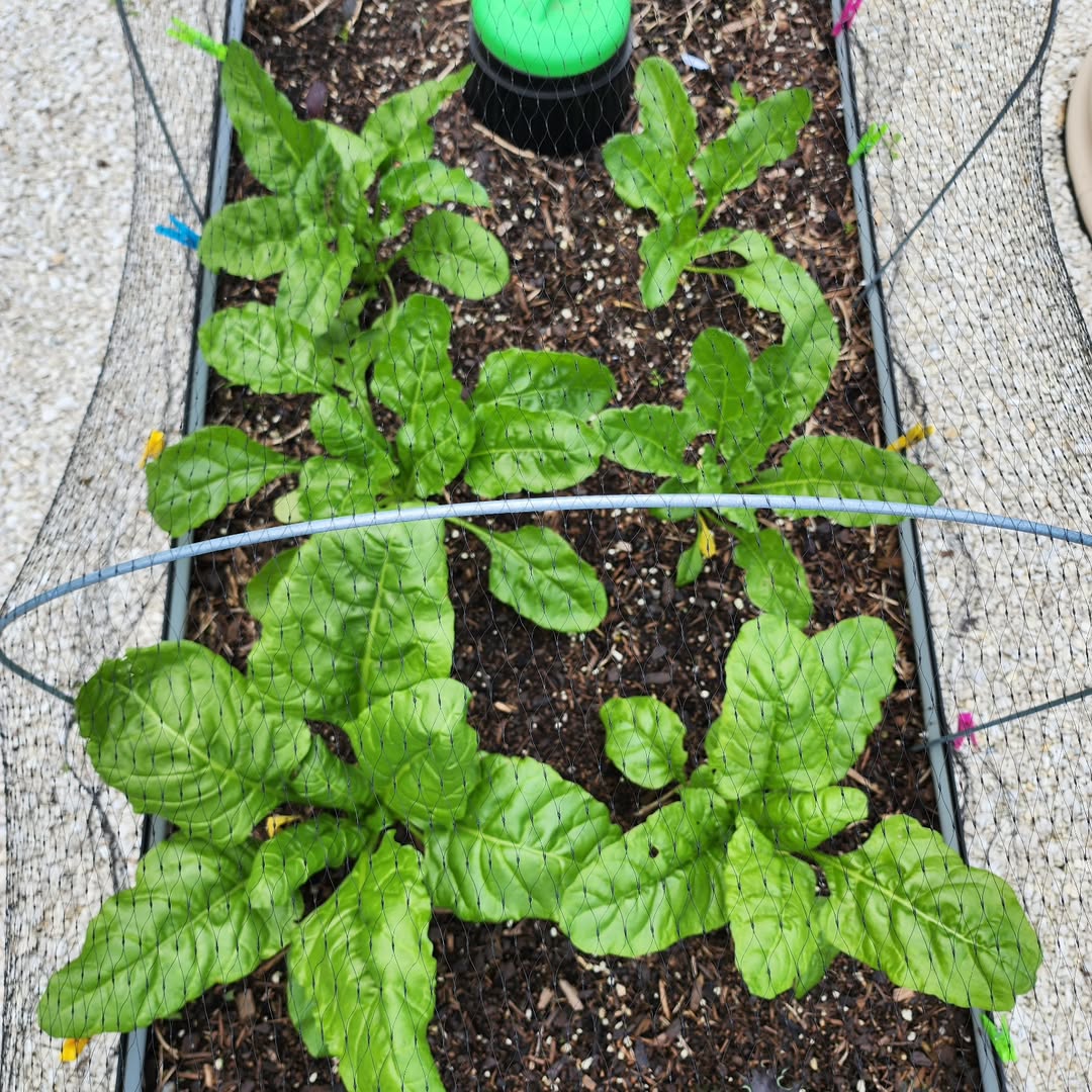 A raised garden bed with several healthy green leafy plants growing in soil, protected by mesh netting and metal hoops.