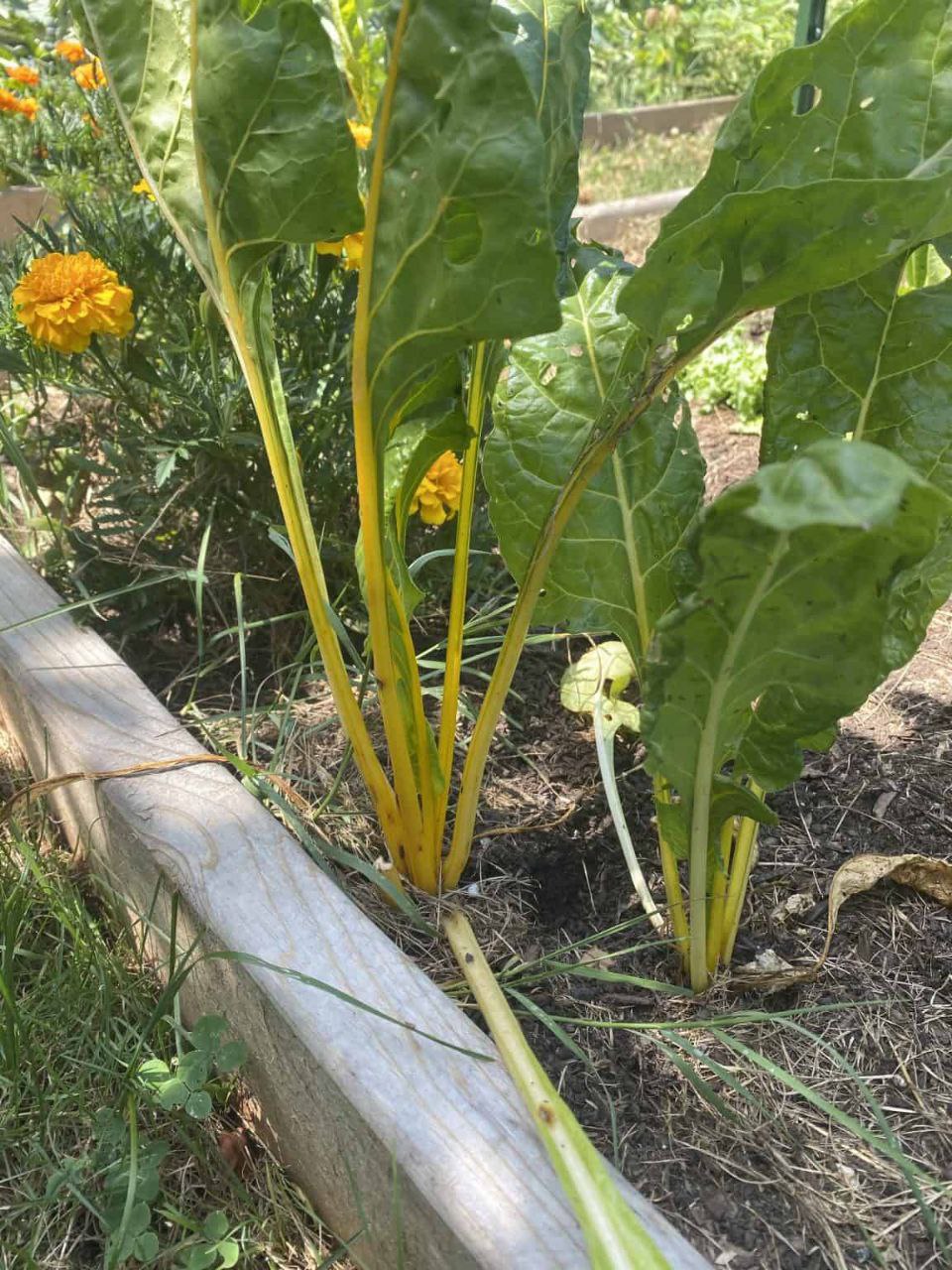 Yellow-stemmed Swiss chard plants growing in a raised garden bed with marigold flowers in the background.