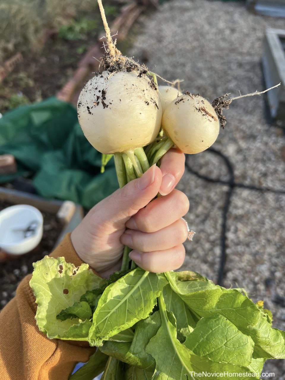 A hand holding up freshly harvested white turnips with green leaves, soil still attached, in an outdoor garden setting.