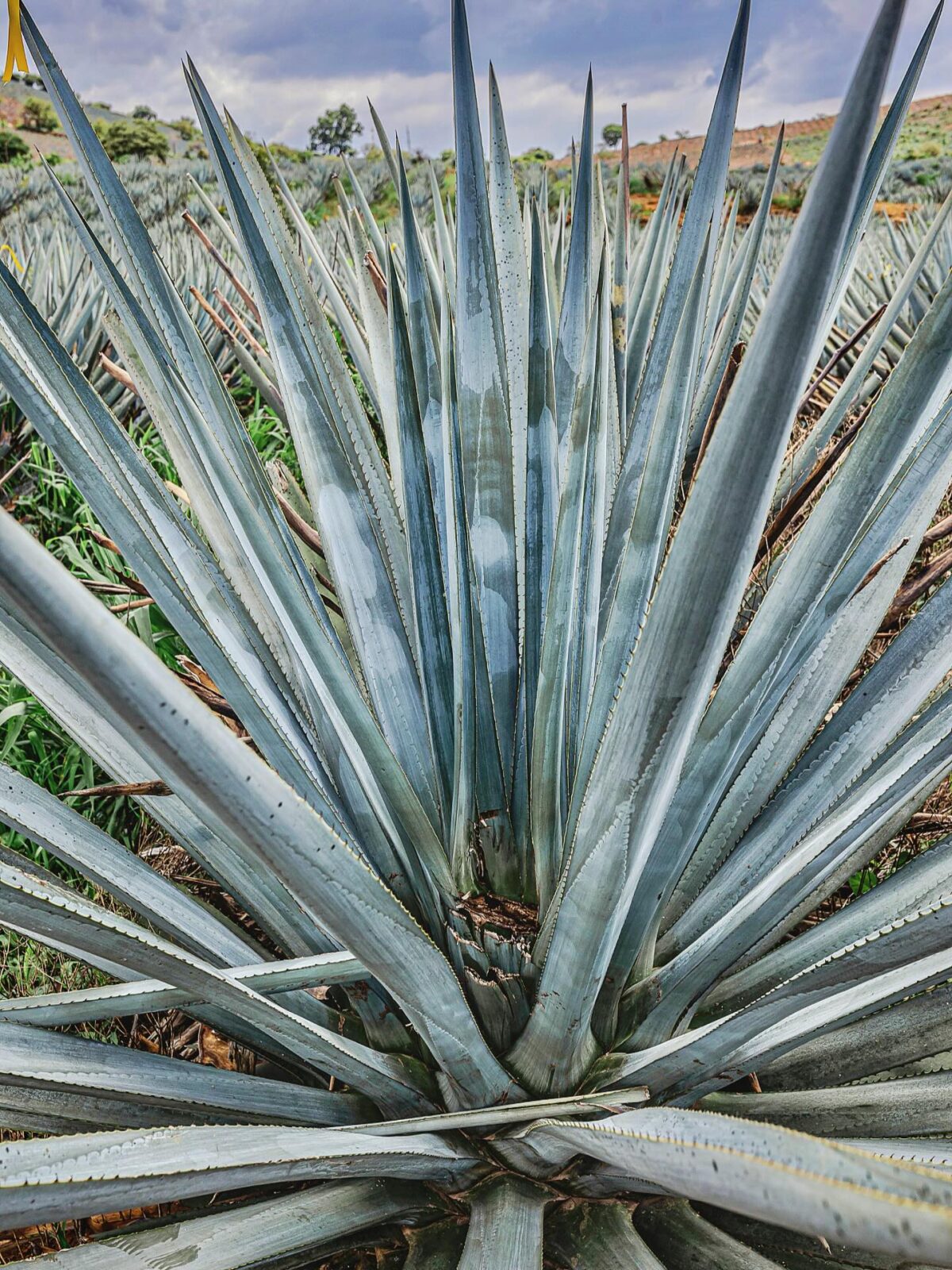 Close-up view of a blue agave plant with long, pointed, blue-green leaves in an outdoor field setting.