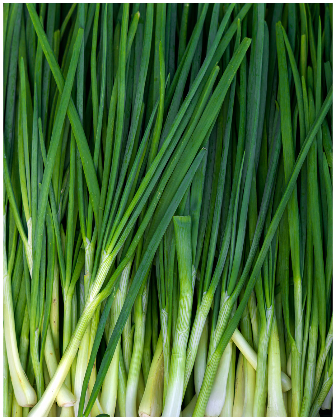 A bundle of fresh green onions with long green stalks and white bases, arranged closely together.