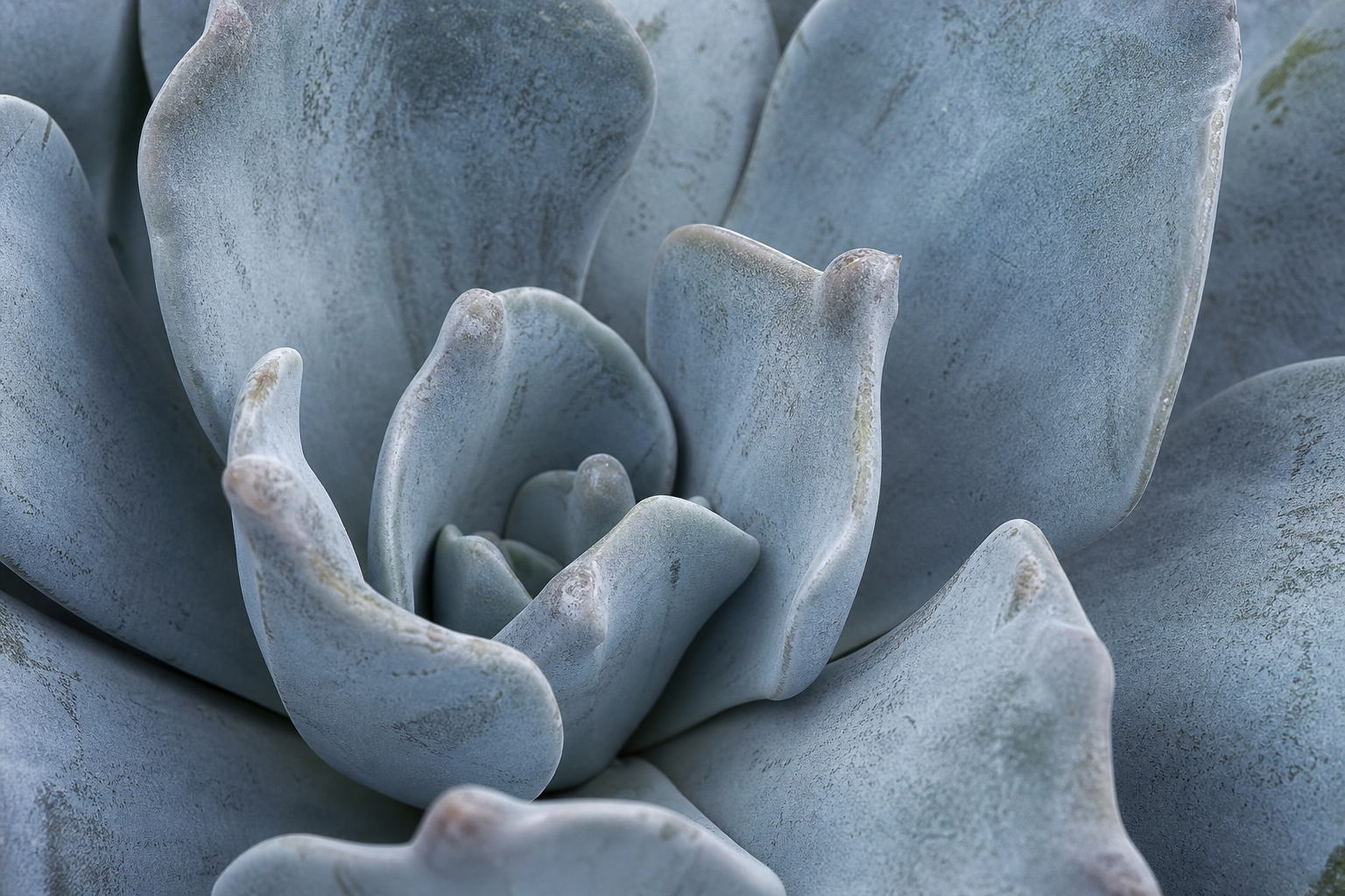 Close-up of a blue-green succulent plant with thick, smooth, overlapping leaves arranged in a rosette pattern.