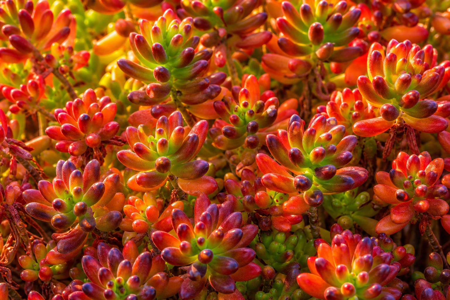 A cluster of vibrant red and green succulent plants with rounded, plump leaves, illuminated by sunlight.