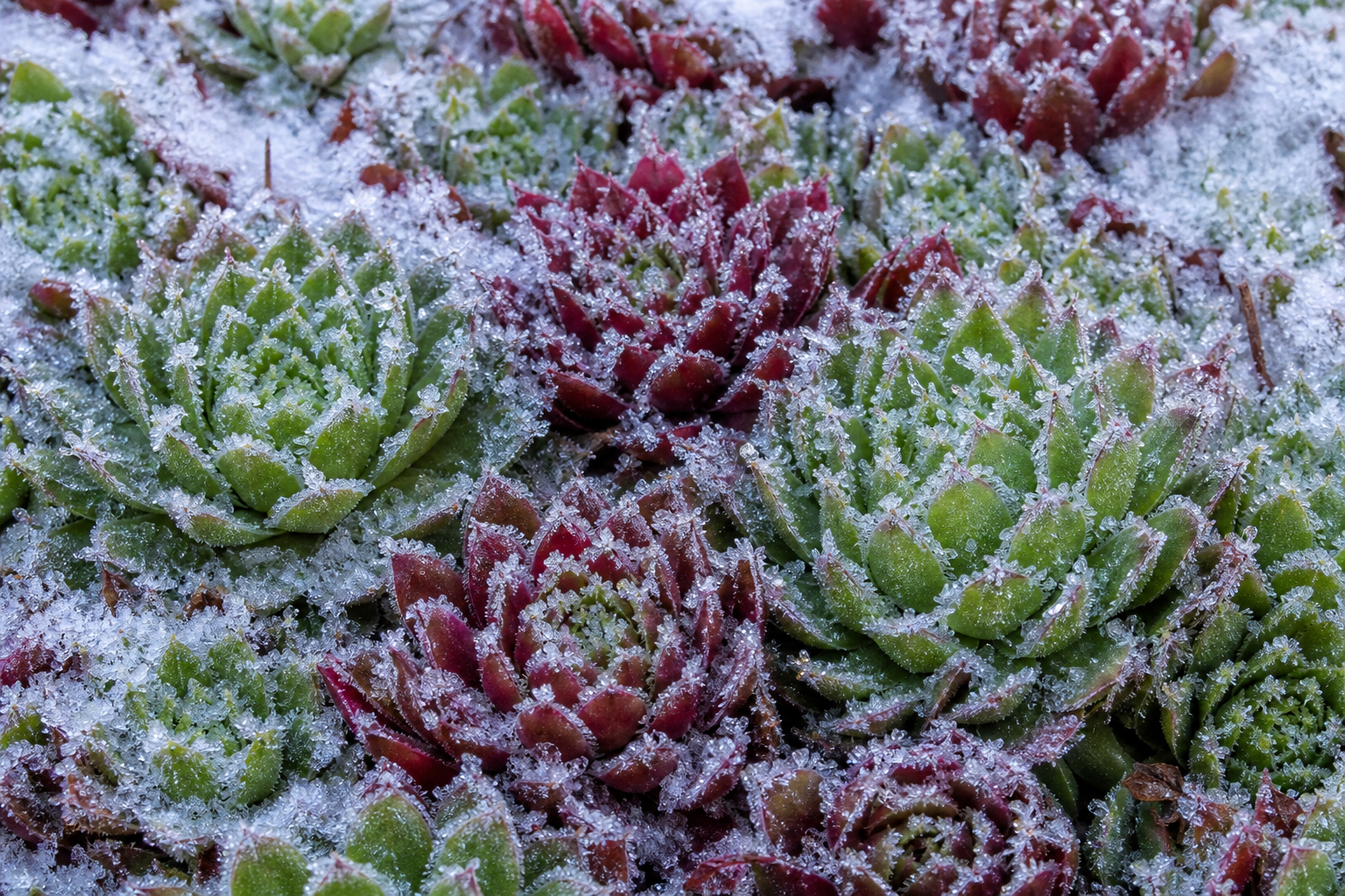 Close-up of red and green succulent plants covered with a light layer of frost and snow.