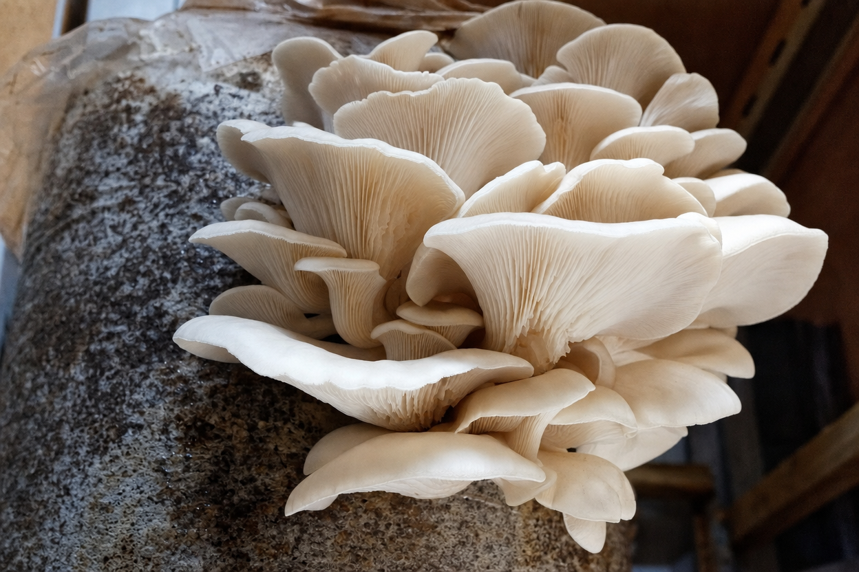 A cluster of white oyster mushrooms grows on the side of a substrate block in an indoor environment.