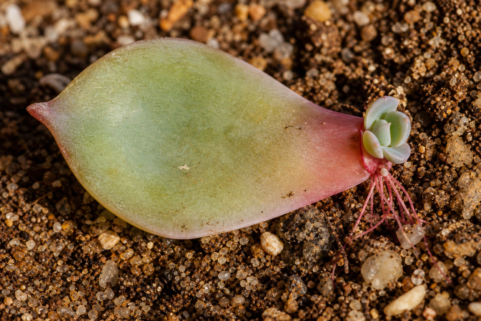 Close-up of a succulent leaf on soil, showing new roots and baby plants sprouting from the base.