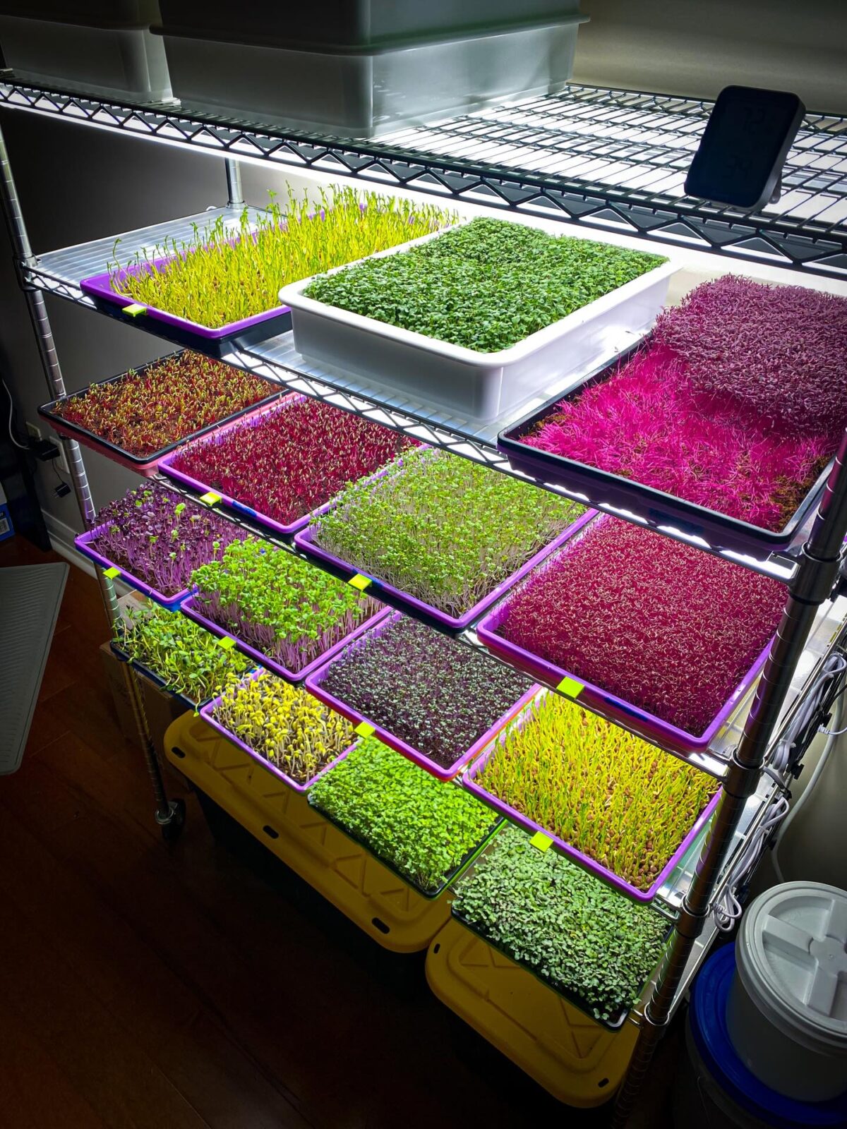 A metal rack holds multiple trays of assorted colorful microgreens under LED grow lights, arranged neatly on three shelves.