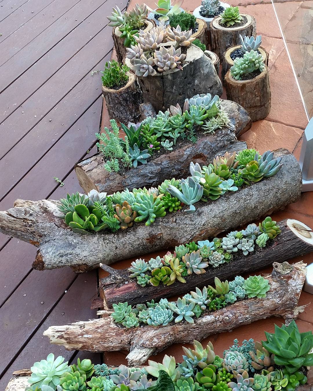 Succulents planted in hollowed-out logs and tree stumps, arranged on a wooden deck next to a stone surface.