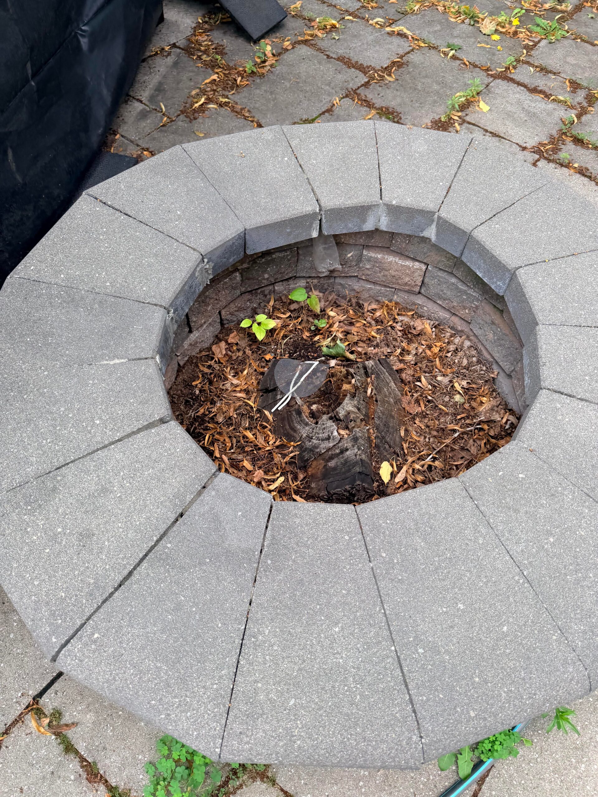 Old tree stump ringed with grey wedge paver blocks, converted into a fire pit